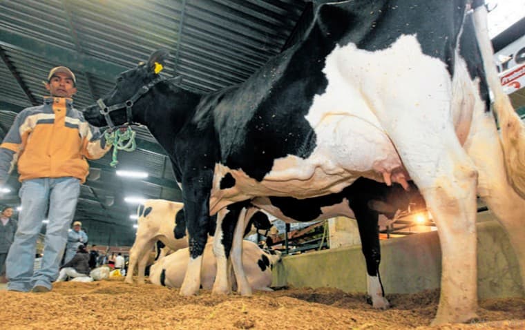 El estrés calórico baja la producción de la leche bovina
