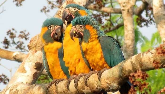 Aves en peligro de extinción: cinco especies se encuentran bajo amenaza en Bolivia