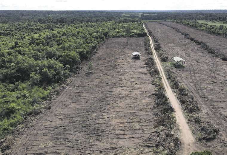 La deforestación en 2022 aumentó un 32% respecto a la gestión pasada