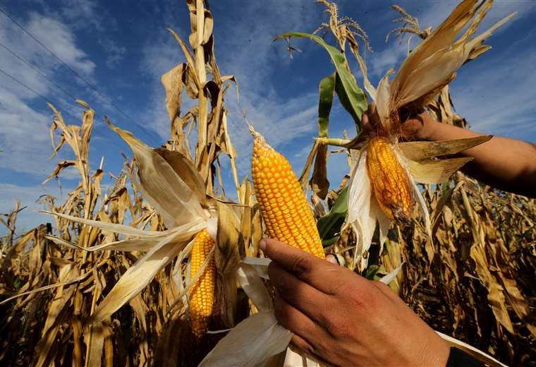 El año pasado, Anapo reportó daño de miles de hectáreas cultivadas de maíz por sequía