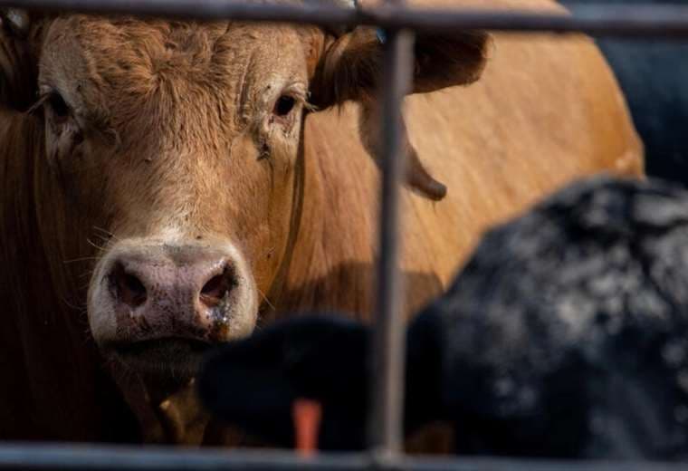 Vacas de una lechería de Texas dieron positivo a una cepa de gripe aviar