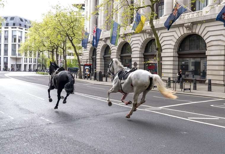 Dos caballos sueltos corren por las calles de Londres / AP