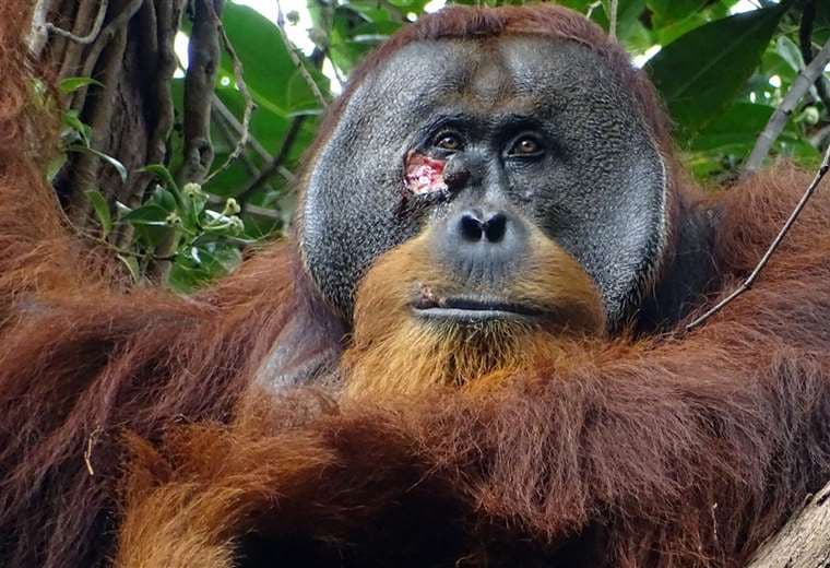 Científicos revelan que un orangután silvestre se curó una herida con un ungüento que el mismo produjo