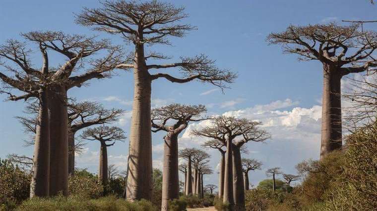 Científicos resuelven el misterio detrás de los antiquísimos baobabs, los "árboles de la vida"