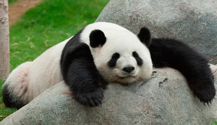 El turismo afecta a la pérdida del hábitat de los osos pandas