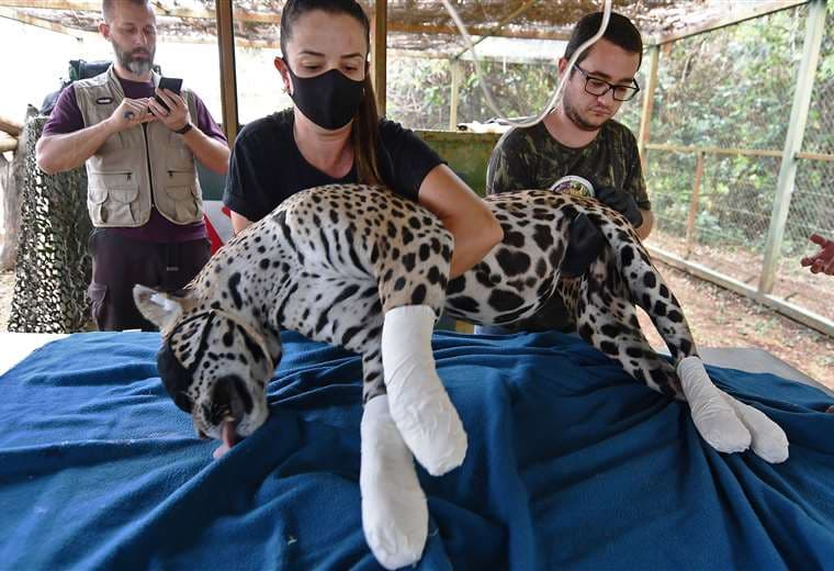 El jaguar herido. Foto AFP