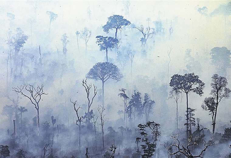 El fuego destruye la Amazonia/Foto: AFP