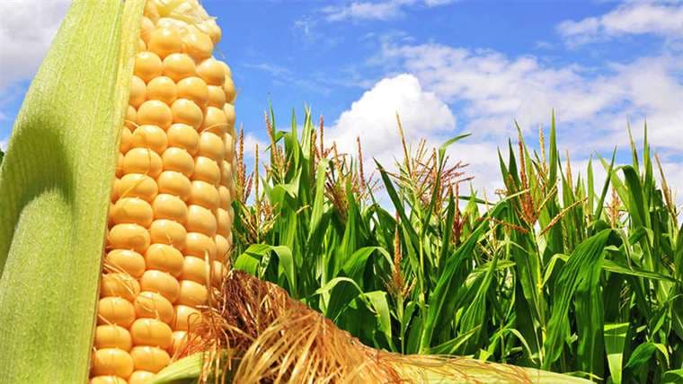 El maíz es parte del paquete que será analizado por el Gobierno. Foto referencial
