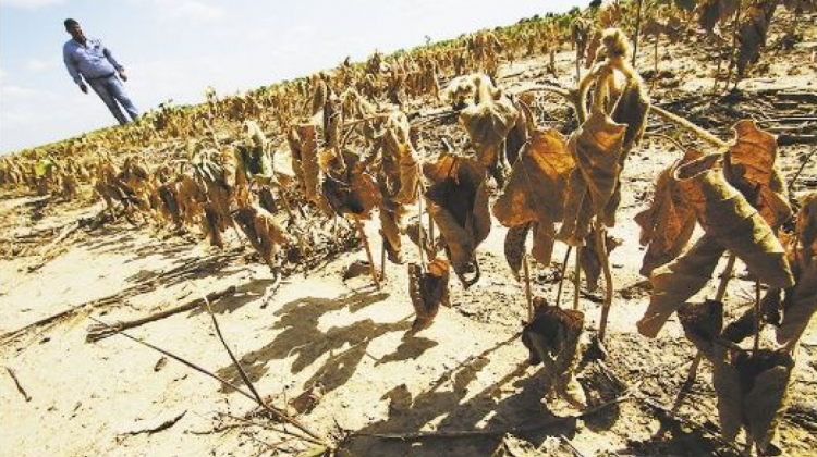 Con nuevos eventos de soya tolerante a la sequía los productores del oriente pretender reducir los costos de producción 