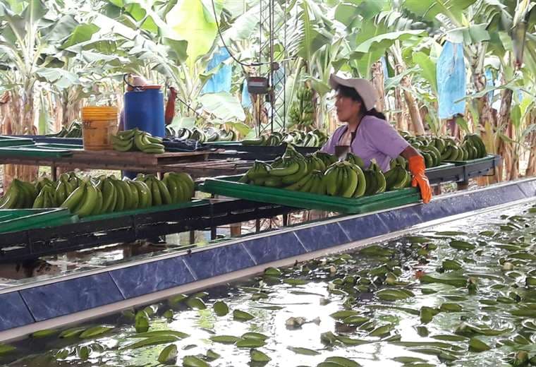 El sector de exportador de banano empieza a recuperar las ventas en Argentina /Foto: ABI  