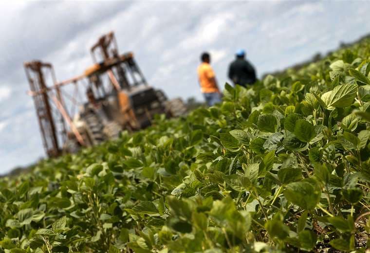 El sector agrícola advierte riesgo en la producción de alimentos /Foto: Hernán Virgo