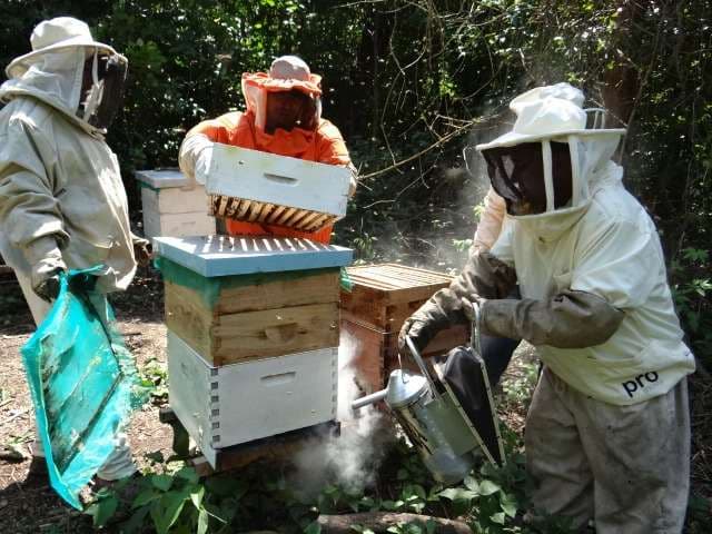La cosecha de miel es una actividad familiar que requiere la participación de tres a cinco personas (Foto: Adapicruz)