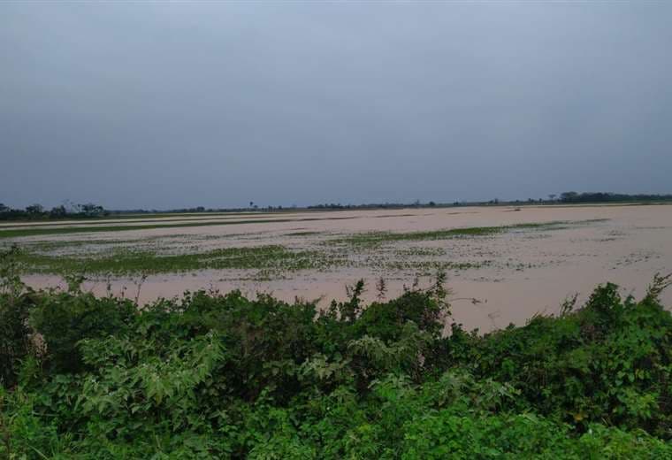 Las lluvias dejaron en estas condiciones parcelas de soya en el norte /Foto: Productores 