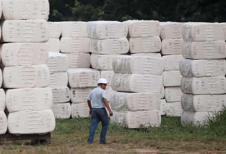 Los algodoneros reflejan una dura crisis económica por falta de mercado para su producción /Foto: Jorge Uechi 