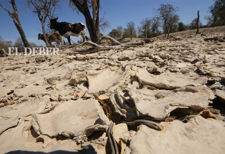El ganado sufre por la falta de agua y de forraje /Foto: Hernán Virgo 