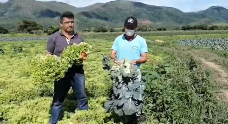 Productores de los valles muestran las hortalizas que no pudieron vender