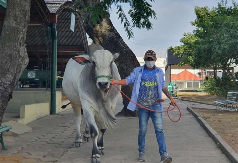 El sector pecuaria presenta alta genética (Foto: Asocebu)