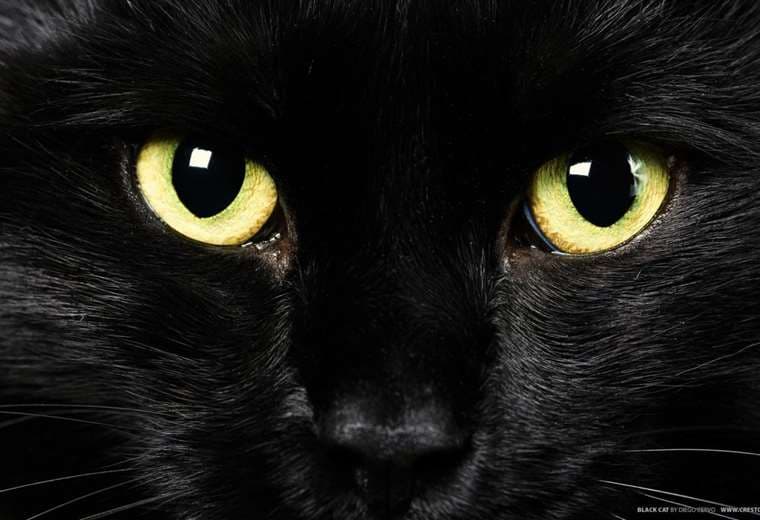 "El gato Negro" se presenta este jueves 