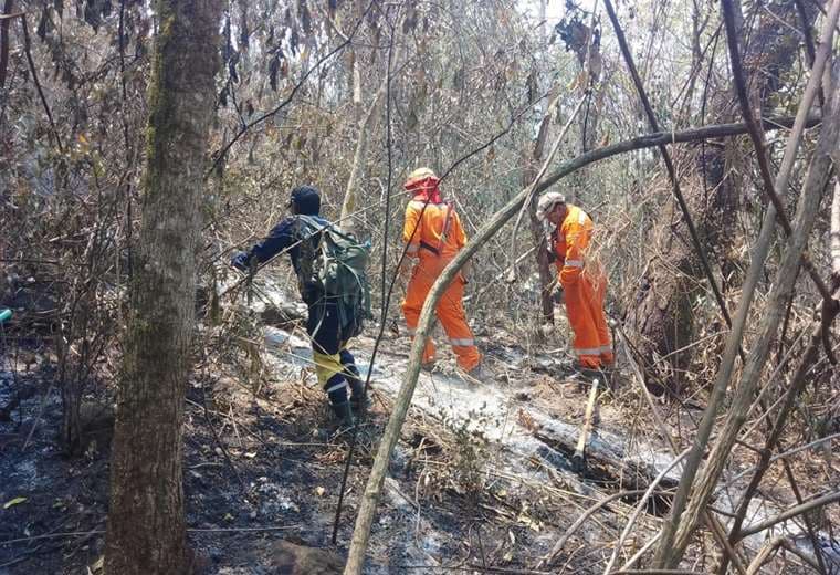 Incendios arrasaron más de 2.700 has de bosque en municipio de Tarija  | David Maygua