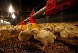 Las granjas avícolas alojaron menos pollos durante el paro cívico 