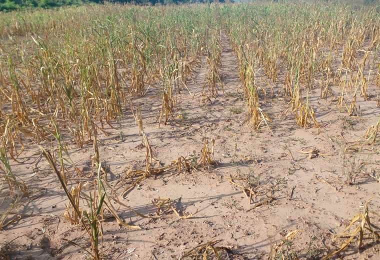 La falta de lluvia y sequía 'mató' la producción de maíz en el Chaco cruceño 