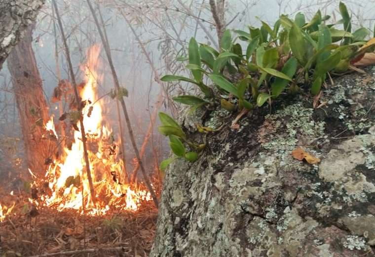 Algunas orquídeas se salvaron del fuego / Bomberos Jaguares