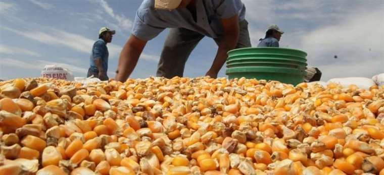 El Sensag ejercerá control de maíz soya desde los campos hasta los centros de acopio   