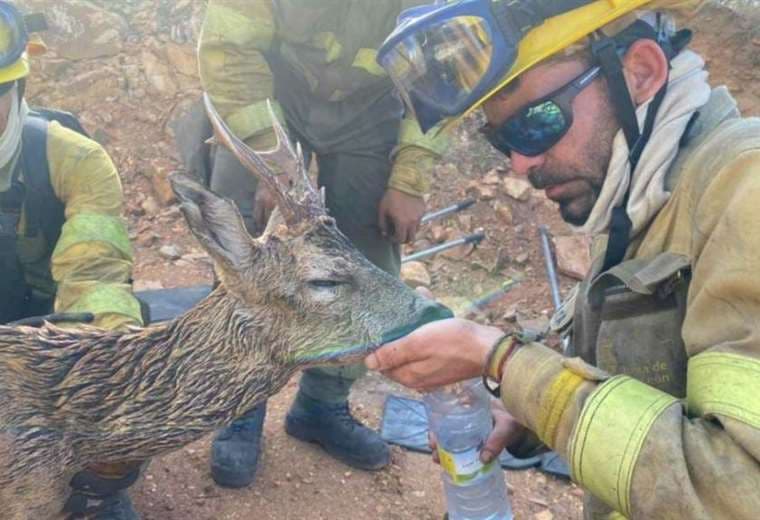 Bomberos dan de beber a un corzo que huye de los incendios en España