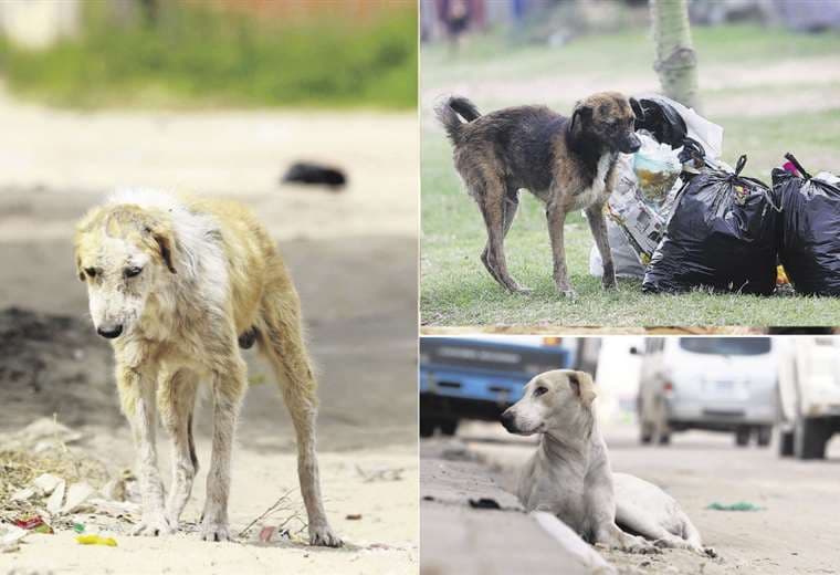 Muchos perros son abandonados / Fotos: Ricardo Montero