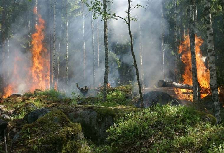 Incendio Amazonía brasileña alcanza récords negativos