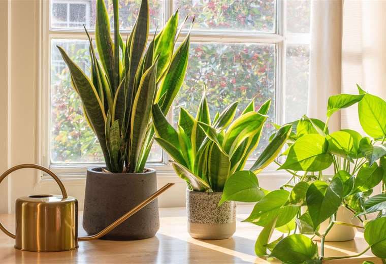 7 plantas para decorar cada espacio de tu casa
