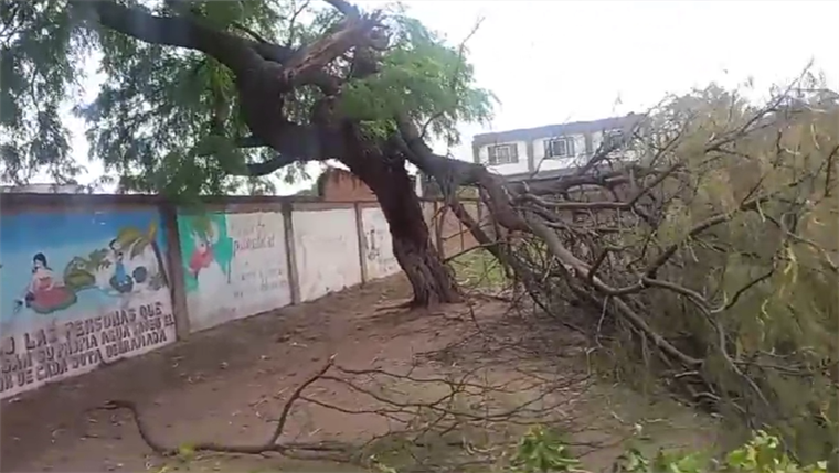 Por este árbol fue aplastado el menor de edad.