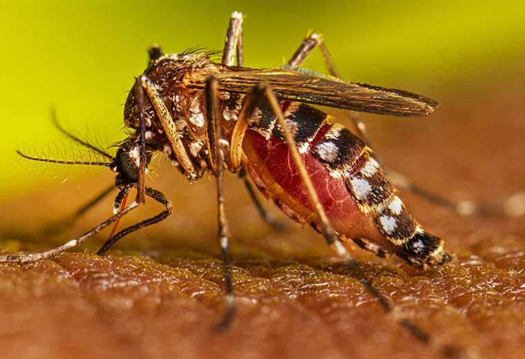 Mosquito hembra Aedes aegypti/ Foto: CDC