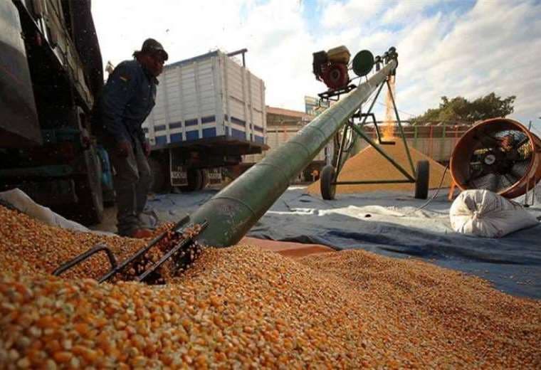 El Estado dice que garantizará el abastecimiento de granos como el maíz/Foto: EL DEBER