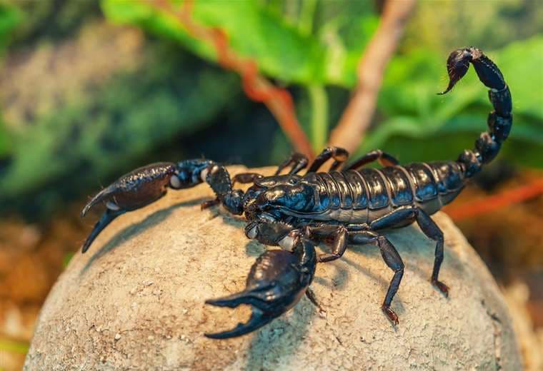 Escorpión de cola gruesa/ Foto: Internet