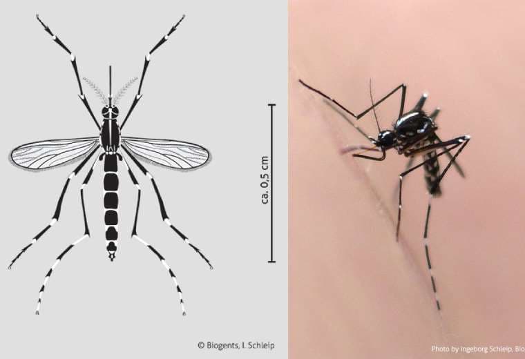 Aedes albopictus/Imágenes: Biogent