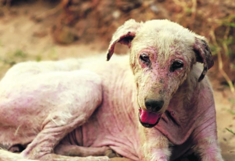 cuantos perros mueren por maltrato