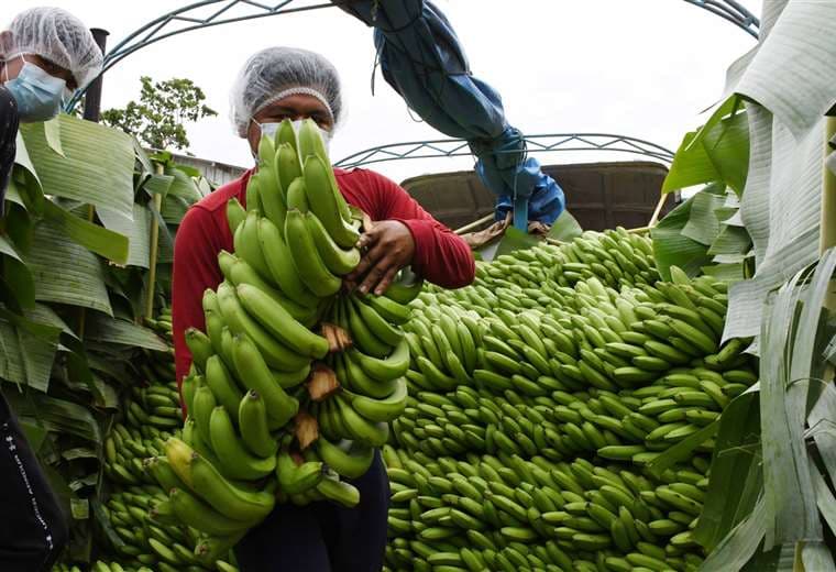 Los Yungos son la principal zona de producción de plátano de La Paz