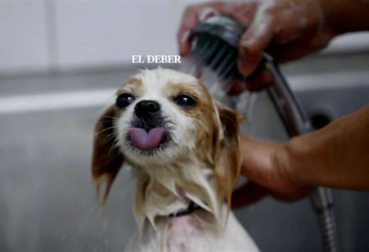 Un pequeño cachorro disfruta de su baño / Foto: Ricardo Montero