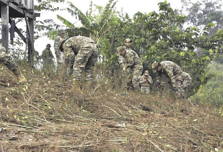 Militares erradican cocales ilegales de un área protegida de Cochabamba