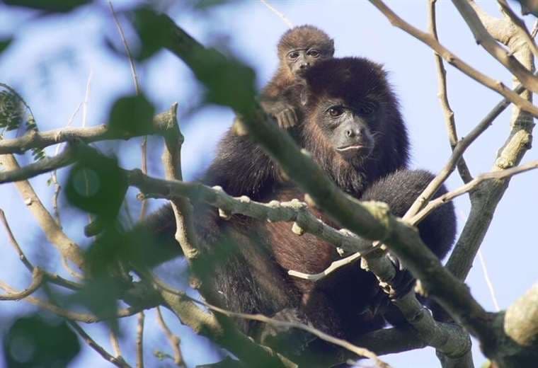 La población de fauna silvestre ha caído en un 73% en medio siglo, según WWF