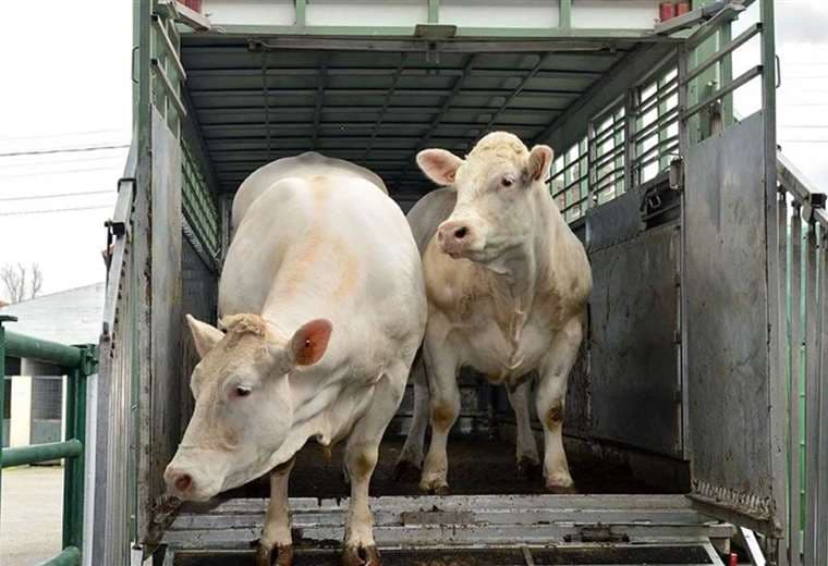 El Senasag no emitirá guías de movimiento hacia las fronteras/Foto: ganaderia.com