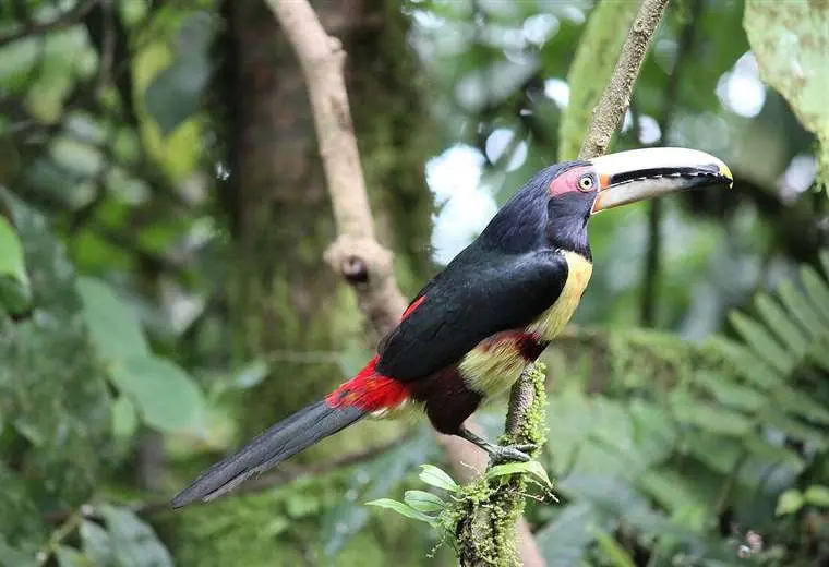 El Chocó Andino es un paraje natural en Ecuador que conserva una riqueza en fauna y flora 