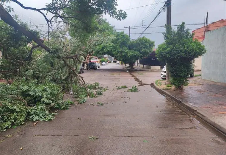 Municipio atendió emergencias por árboles caídos