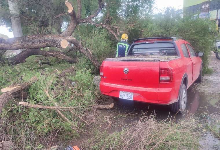 Municipio atendió emergencias por árboles caídos