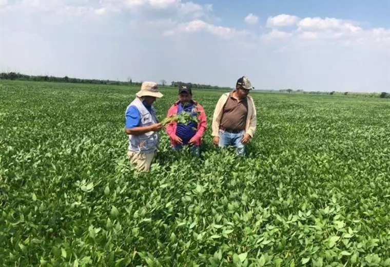 Los privados destacan la incorporación de la Soya Intacta / Foto: Iniaf