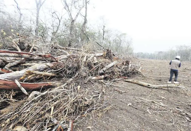 El desmonte de una hectárea demanda alrededor de $us 400 /Fuad Landívar