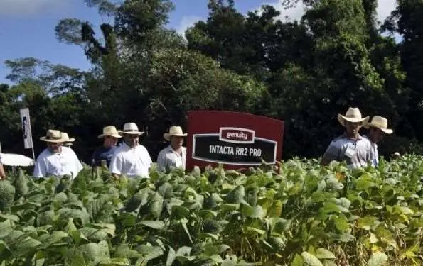 La producción con la soya Intacta, será para biocombustibles/Foto: Anapo