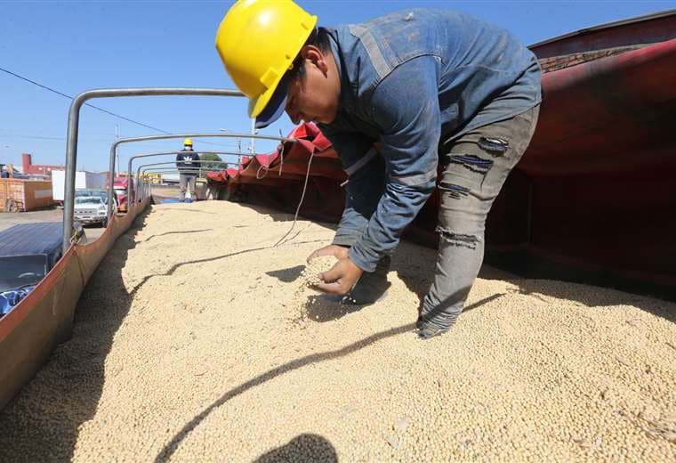 La soya se verá afectada por los conflictos políticos del país /Foto: Fuad Landívar 