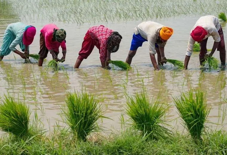 Cuáles son los 5 cultivos a nivel mundial que requieren más agua para su producción (y su impacto en las comunidades y el medio ambiente)